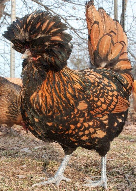 Golden Laced Polish Chicks For Sale Cackle Hatchery