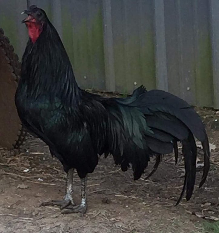 Black Sumatra Chicken: Baby Chicks for Sale | Cackle Hatchery