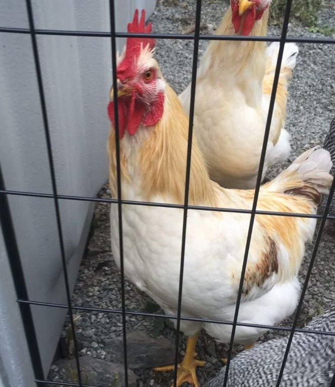 Golden Comet Baby Chickens for Sale Cackle Hatchery