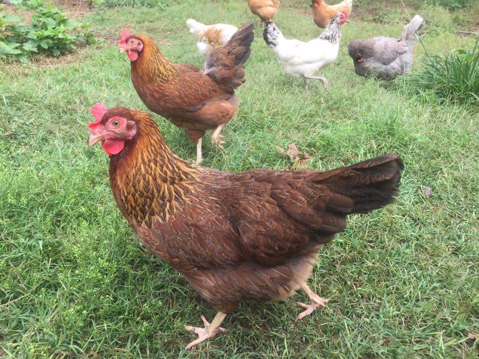 Welsummer Chickens - Baby Chicks for Sale | Cackle Hatchery