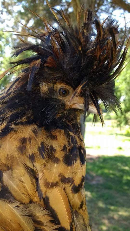 Golden Laced Polish Chicks for Sale | Cackle Hatchery