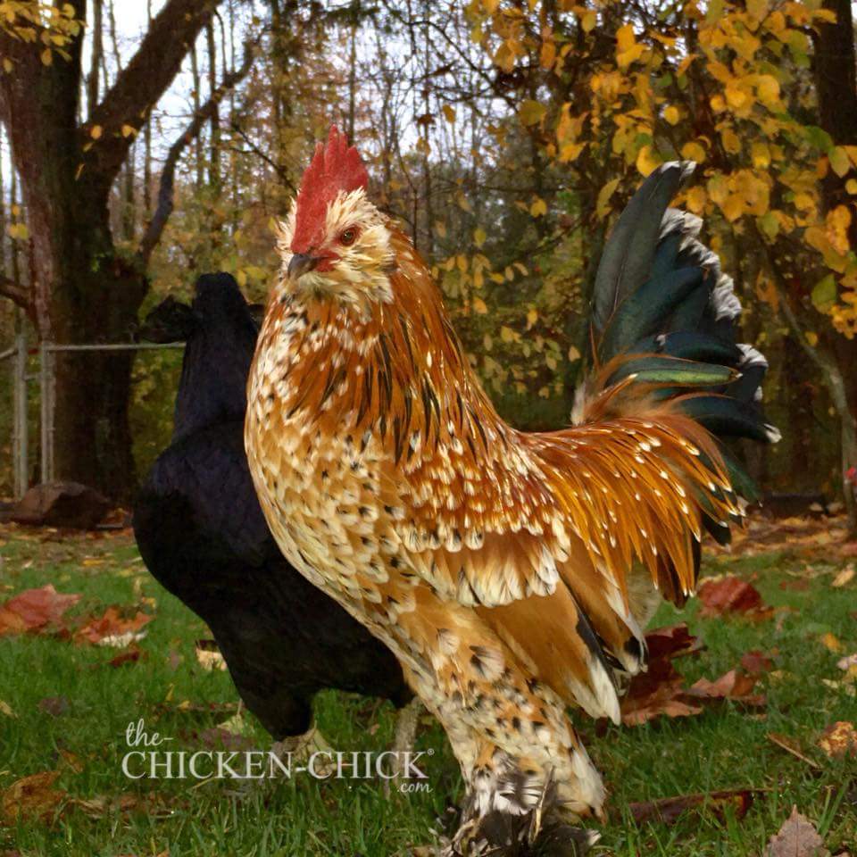 Mille Fleur D'Uccle Bantam Chicks for Sale Cackle Hatchery