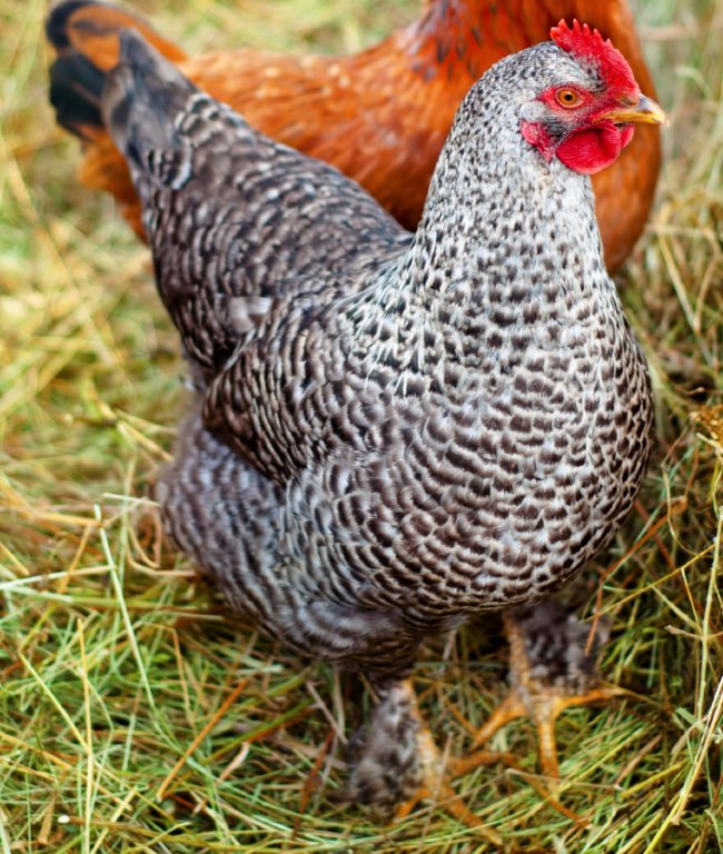 French Cuckoo Marans - Baby Chicks Cackle Hatchery