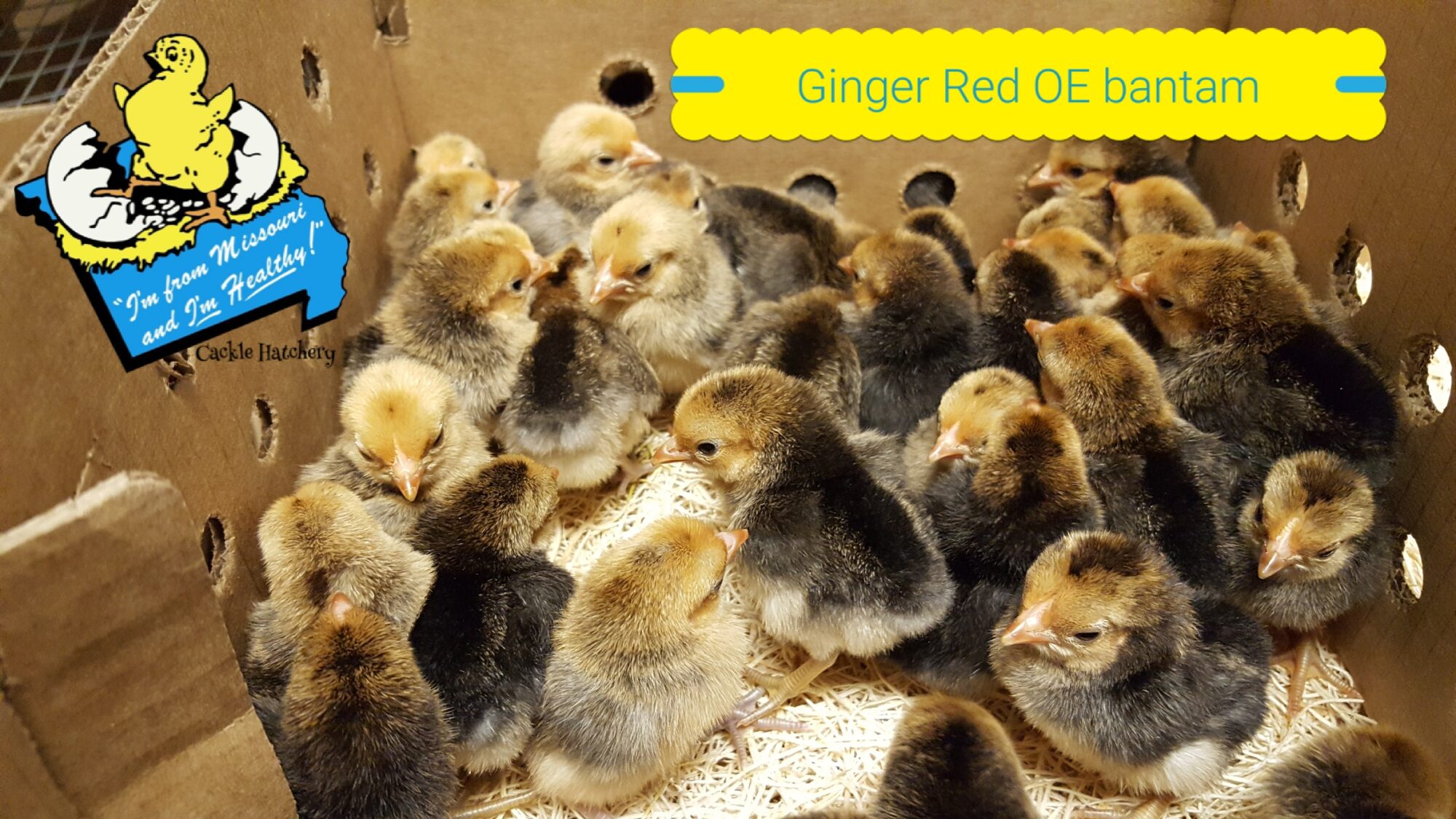 Ginger Red Old English Bantam Chicken Cackle Hatchery