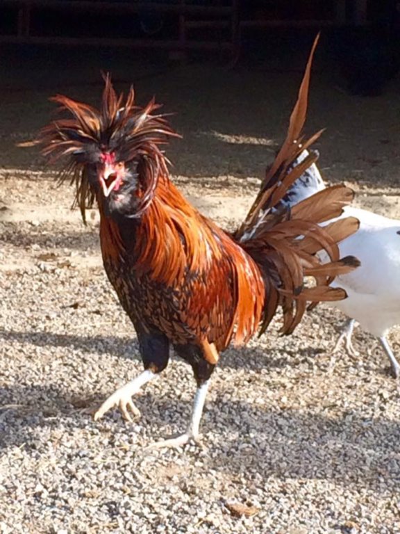 Golden Laced Polish Chicks for Sale | Cackle Hatchery