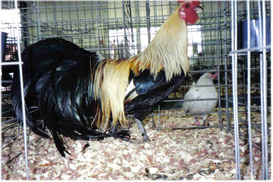 Golden Duckwing Phoenix Chickens Cackle Hatchery