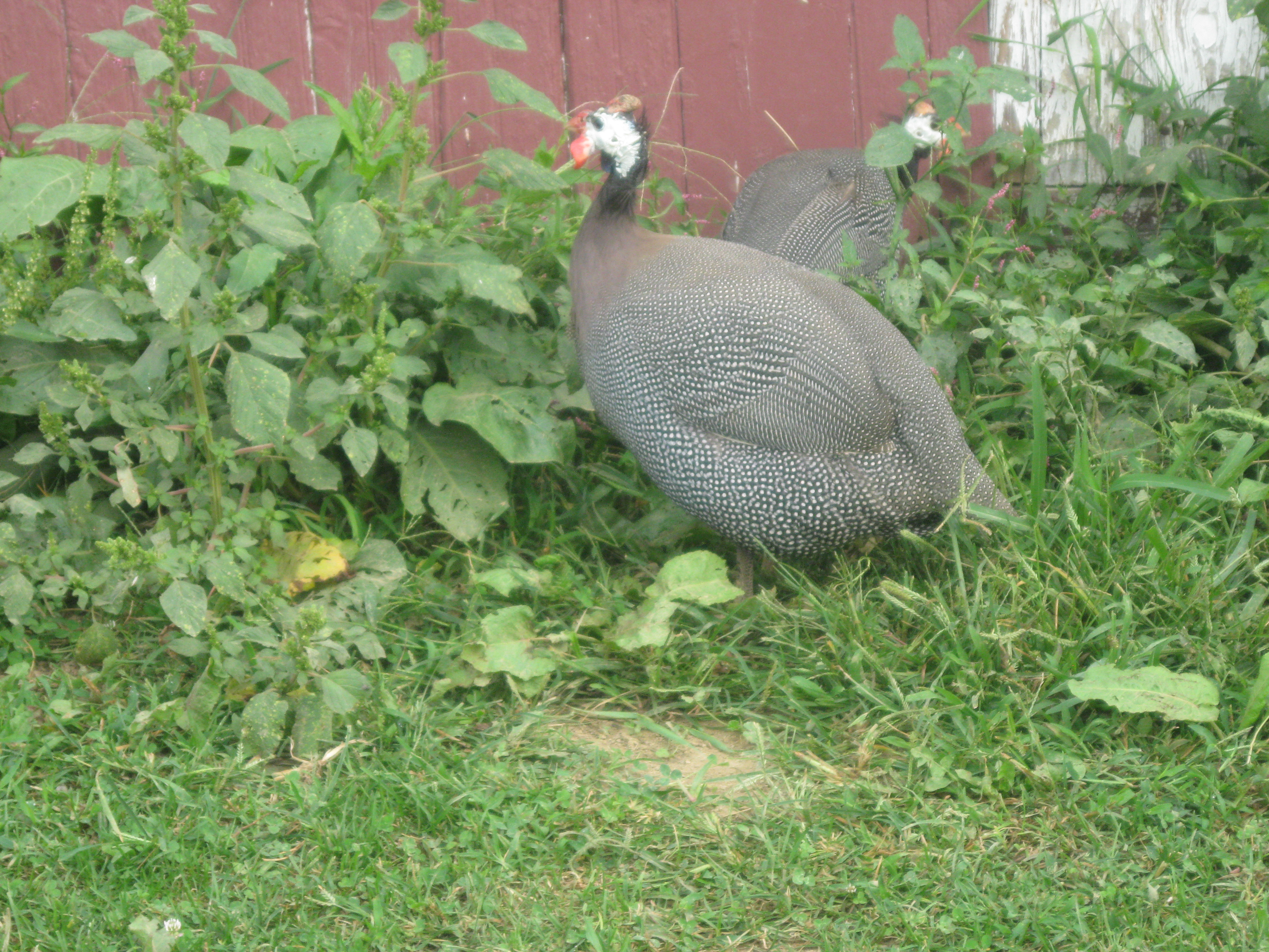 French Guineas French Guineas