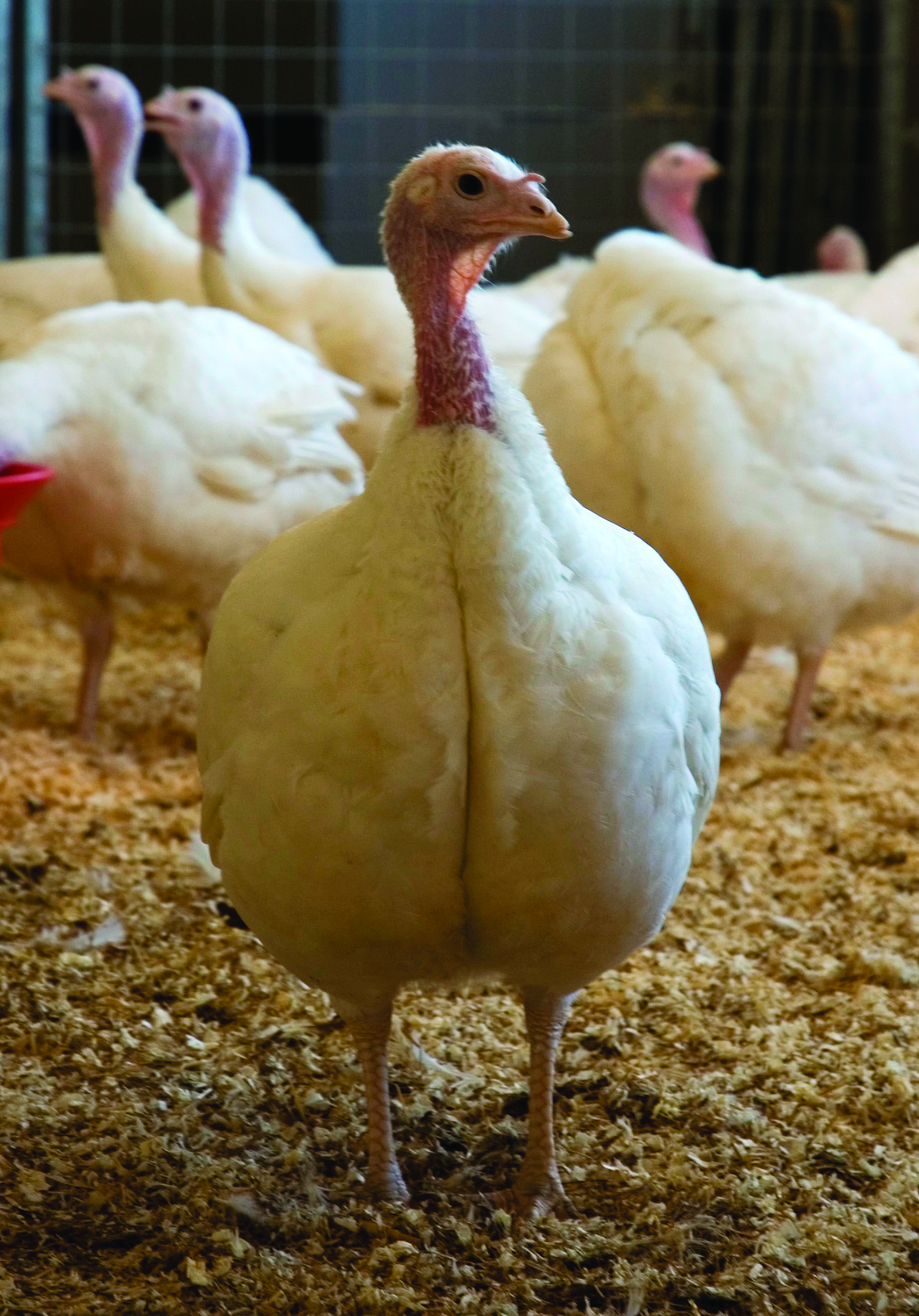 Broad Breasted White Turkey Growth Chart