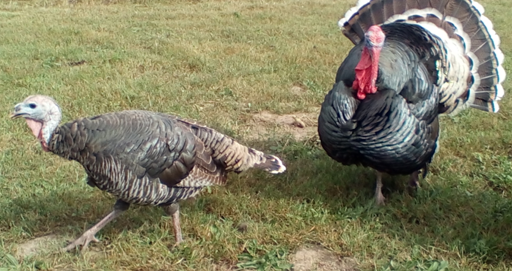 Sexing young bronze turkeys — photo 3