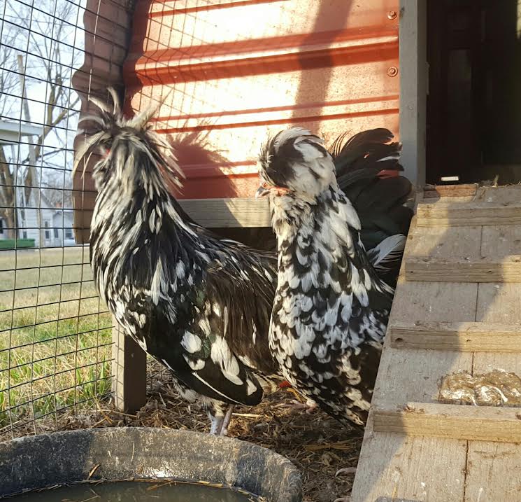 Mottled Houdan Chickens - Chicks for Sale | Cackle Hatchery