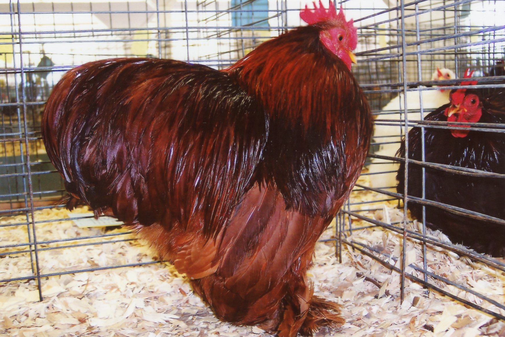 Red Cochin Bantam - Bantam Chicks for Sale | Cackle Hatchery