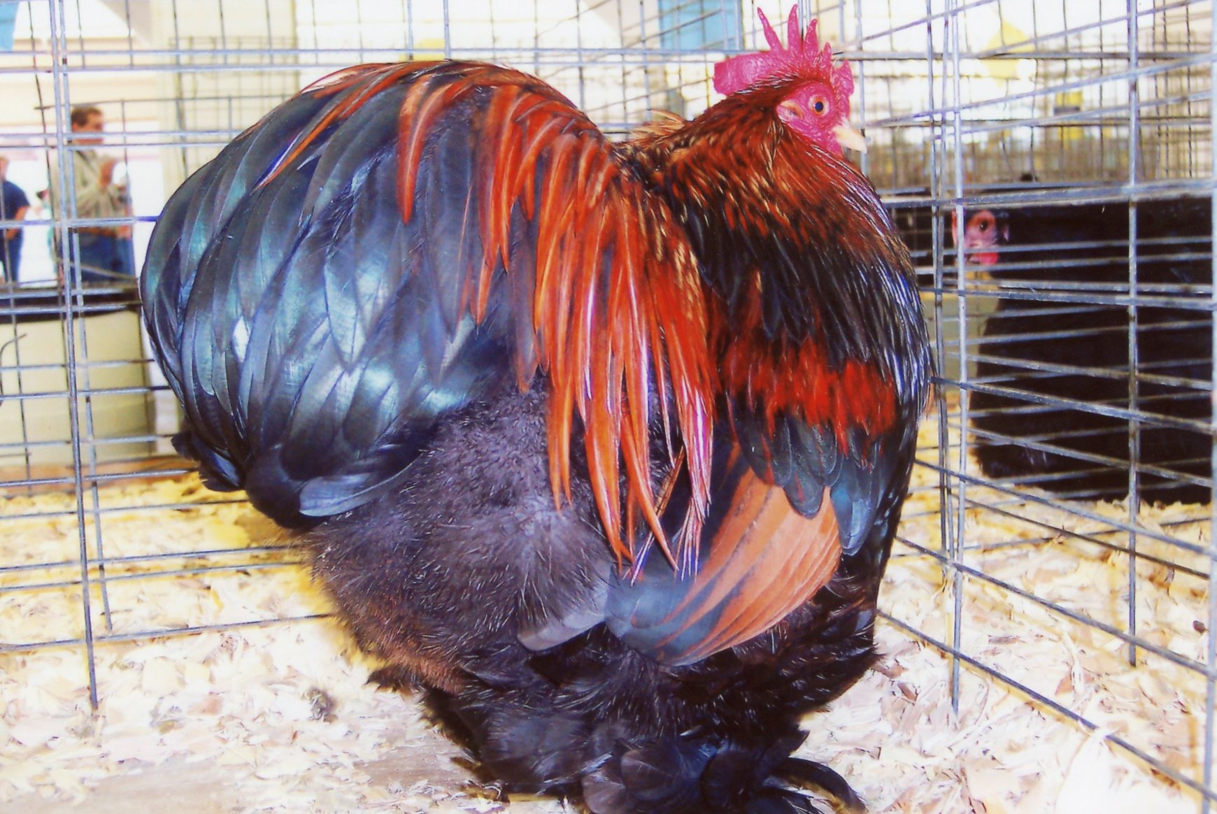 Partridge Cochin Bantam - Chicks for Sale | Cackle Hatchery