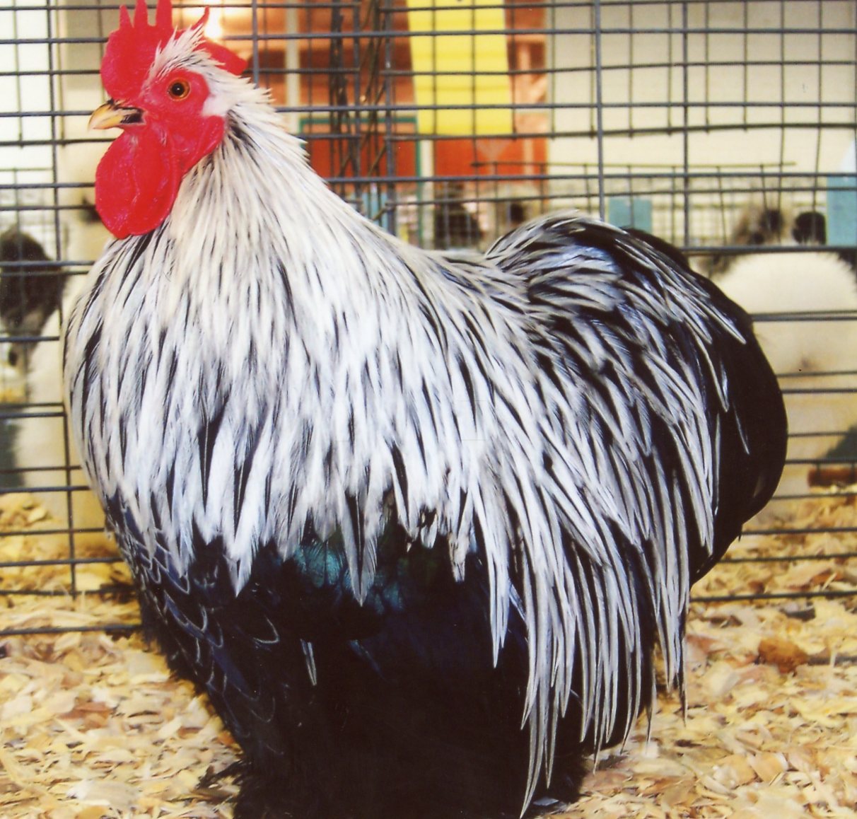 Birchen Cochen Bantam - Bantam Chickens | Cackle Hatchery