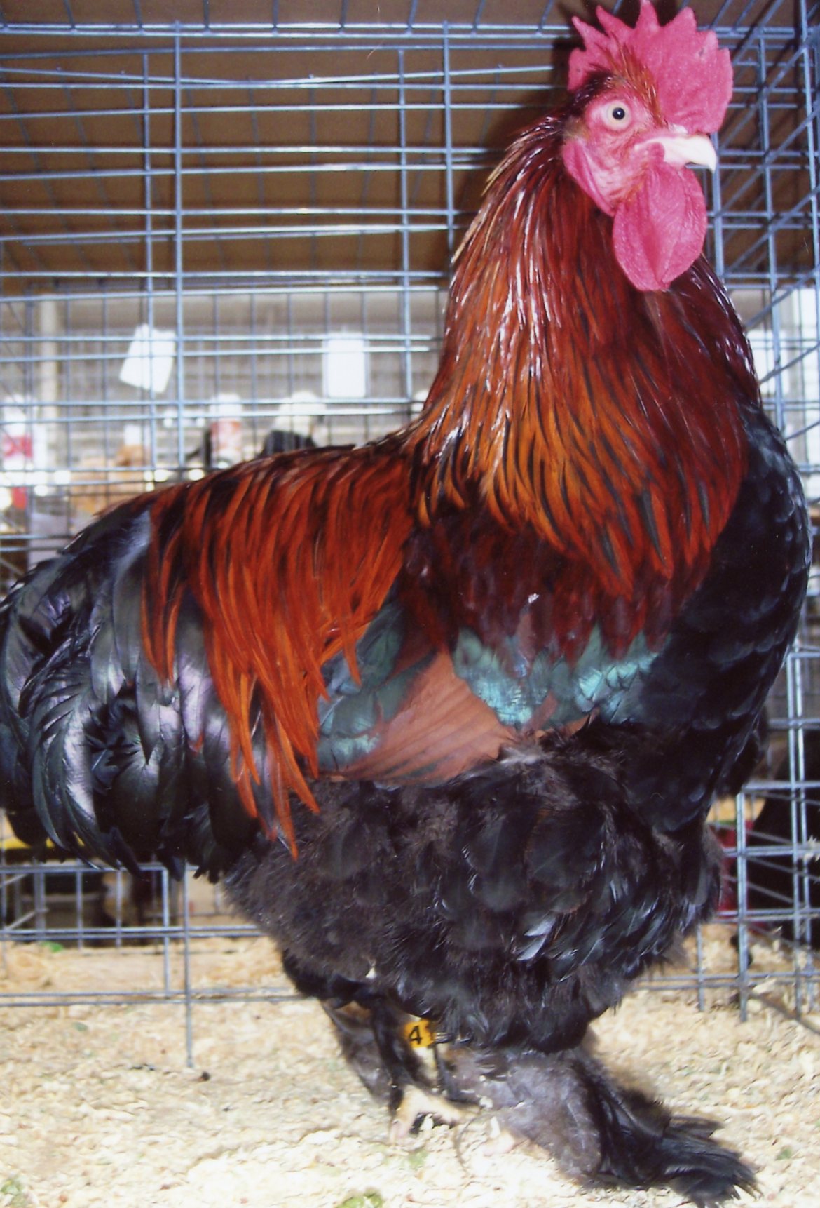 Partridge Cochin Standard Baby Chicks Cackle Hatchery