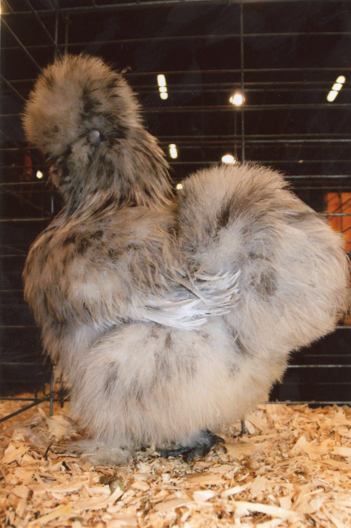 How do you find silkie bantams for sale?