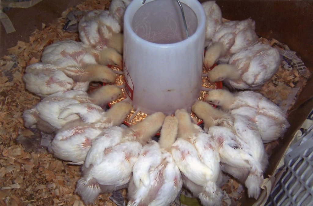 Jumbo Cornish Cross Chicken For Sale | Cackle Hatchery
