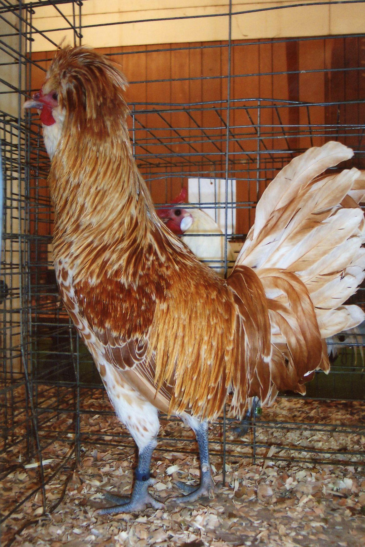 Buff Laced Polish Chicken Chicks for Sale Cackle Hatchery