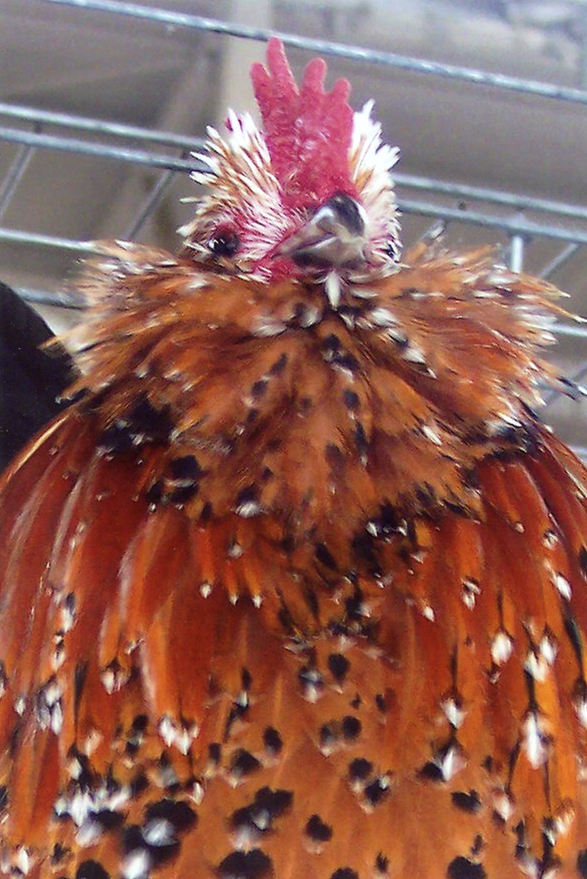 Mille Fleur D'Uccle Bantam Chicks for Sale Cackle Hatchery