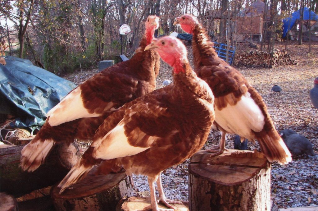 Bourbon Red Turkey Heritage Turkey Poults Cackle Hatchery