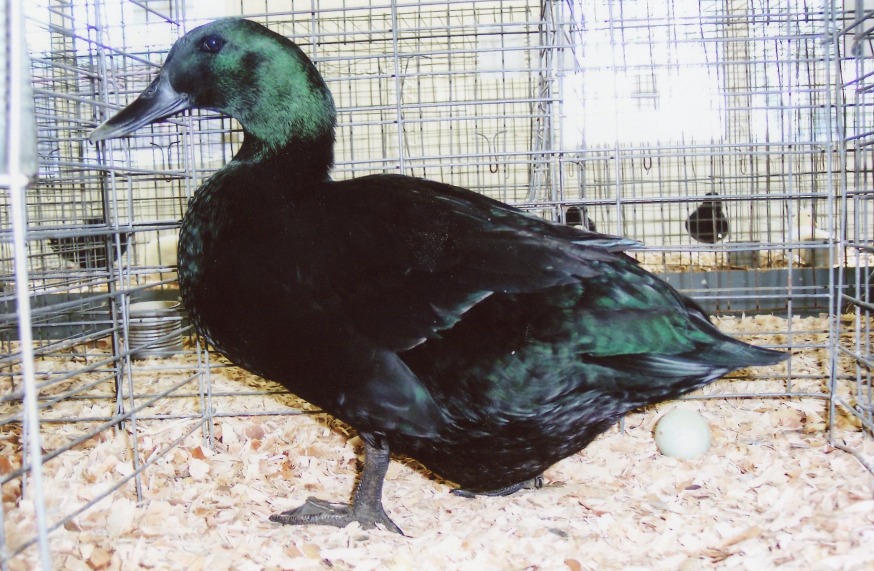 Cayugas Baby Ducklings for Sale Online Cackle Hatchery