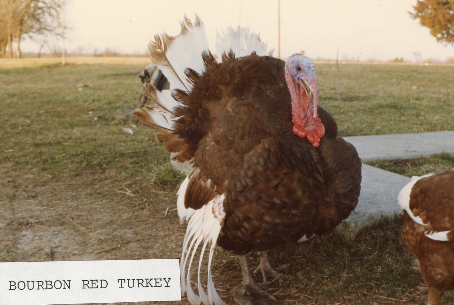 Bourbon Red Turkey Heritage Turkey Poults Cackle Hatchery