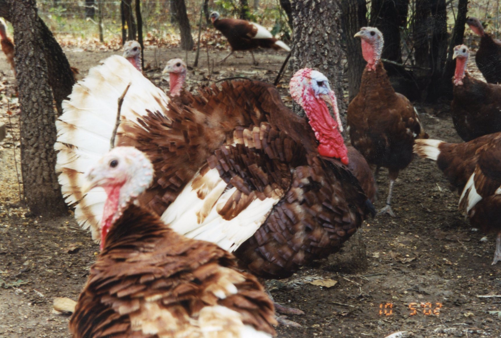 Thanksgiving restaurants tampa 2024