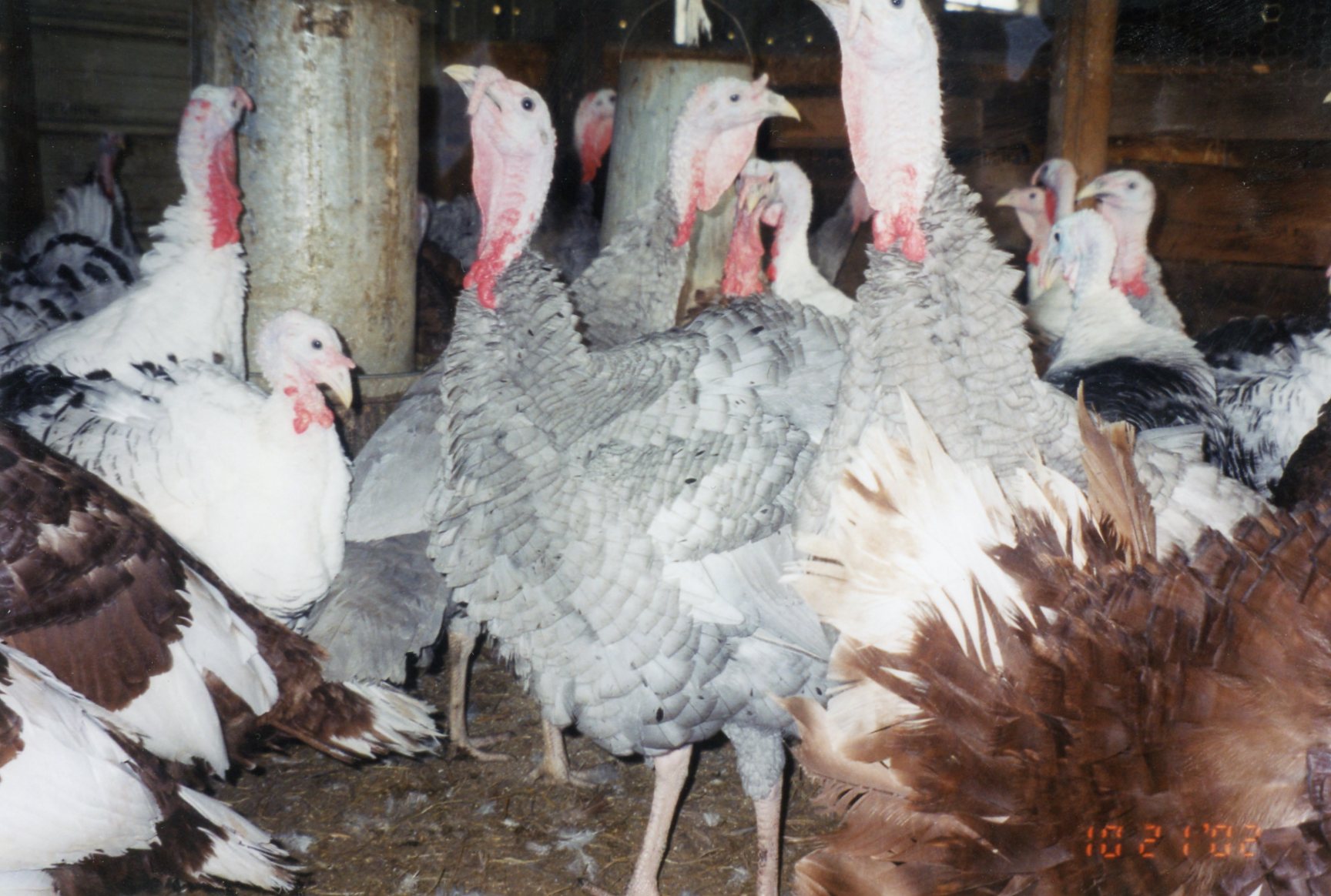 Blue Slate Turkey Turkey Poults for Sale Cackle Hatchery