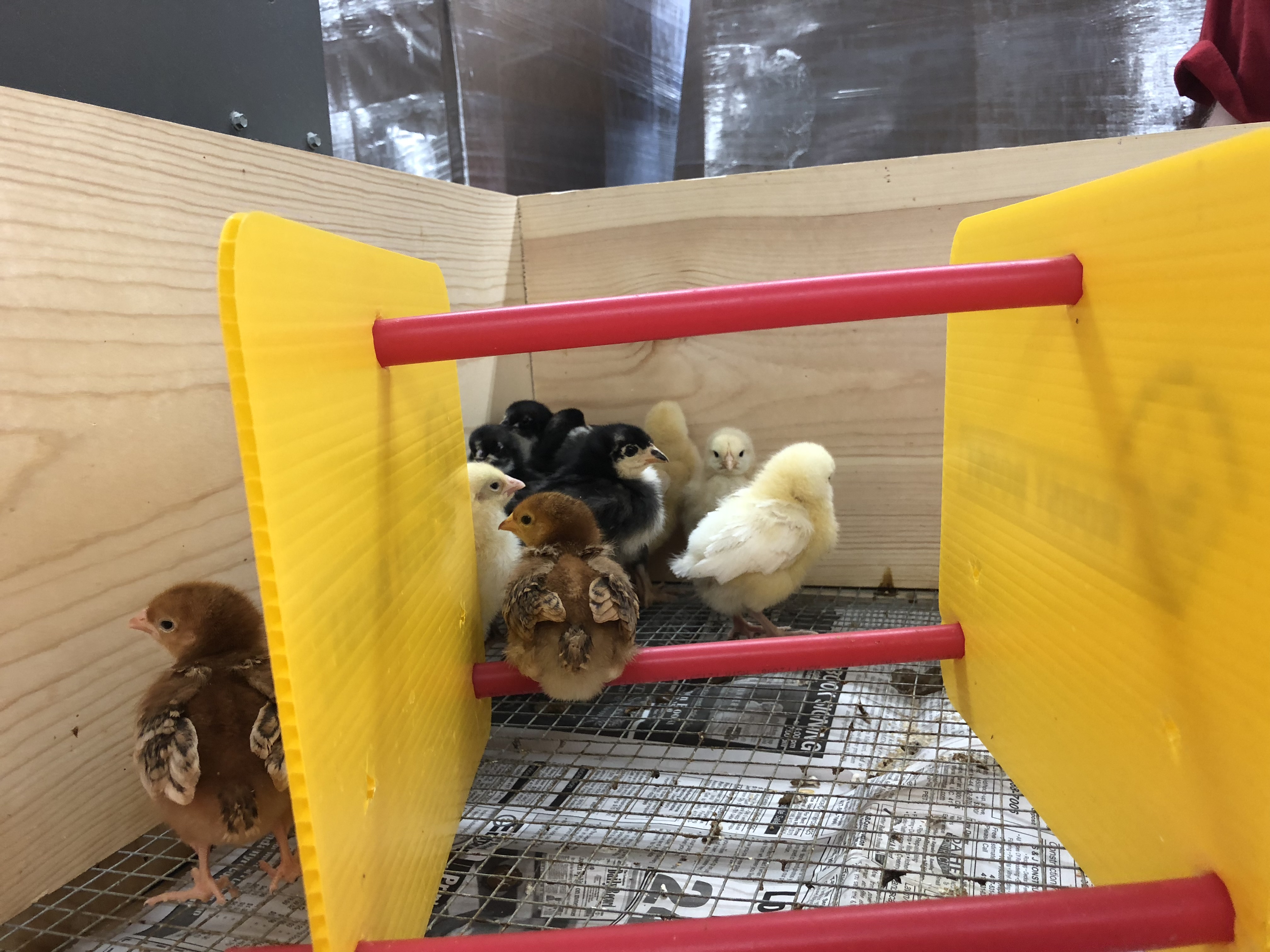 Roost Boost® Baby Chick Roosting Cackle Hatchery®