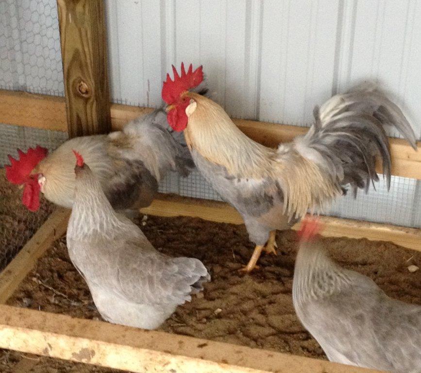 Isabella Leghorn Chickens Baby Chicks for Sale Cackle Hatchery