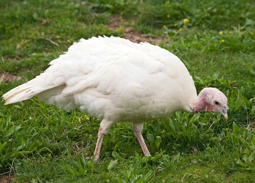 Broad Breasted White Turkey | Cackle Hatchery