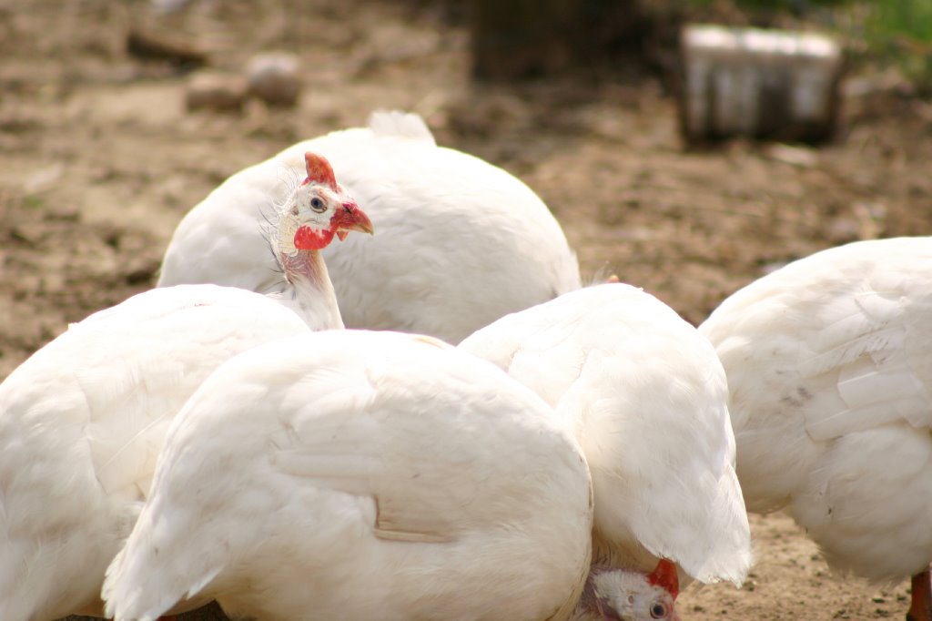 White African Guinea Fowl For Sale Cackle Hatchery