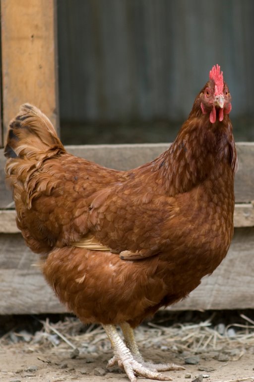 Red Sex Link Chicken For Sale Online | Cackle Hatchery