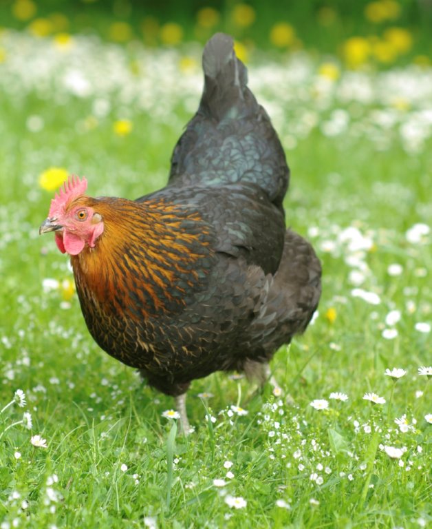 Hen Sex 105