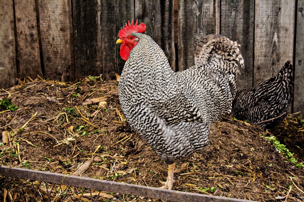Chicken coops for 50 hens Animals, Property and Law