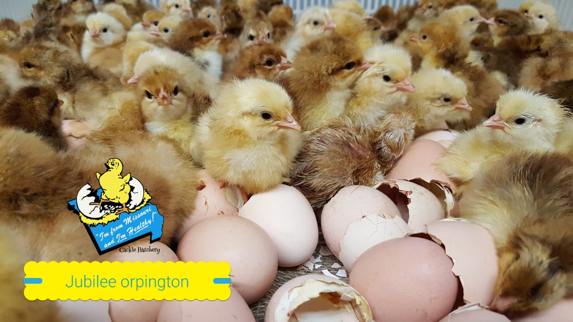 Jubilee Orpington Chicken For Sale Cackle Hatchery