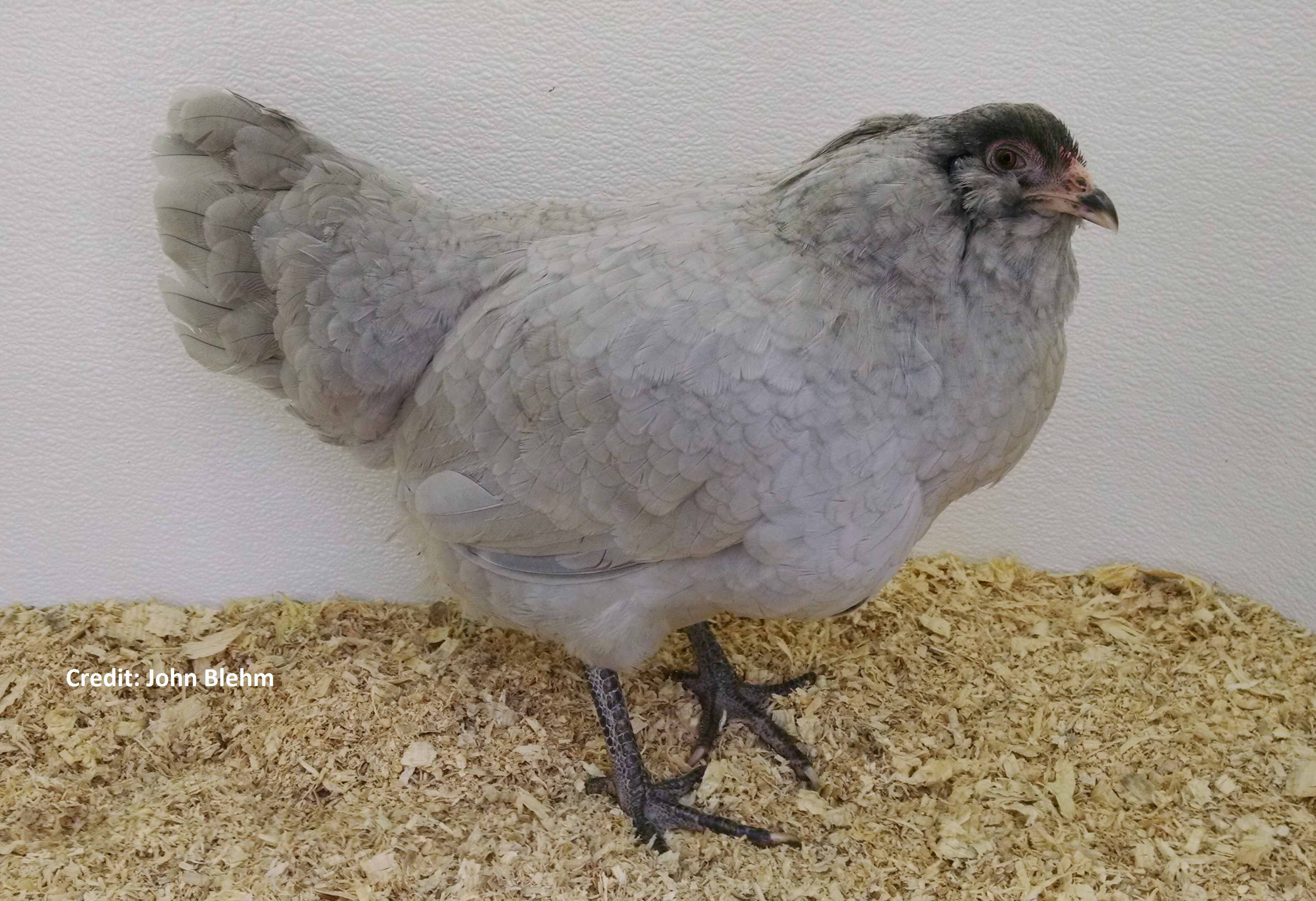 Lavender Ameraucana Chicks for Sale | Cackle Hatchery