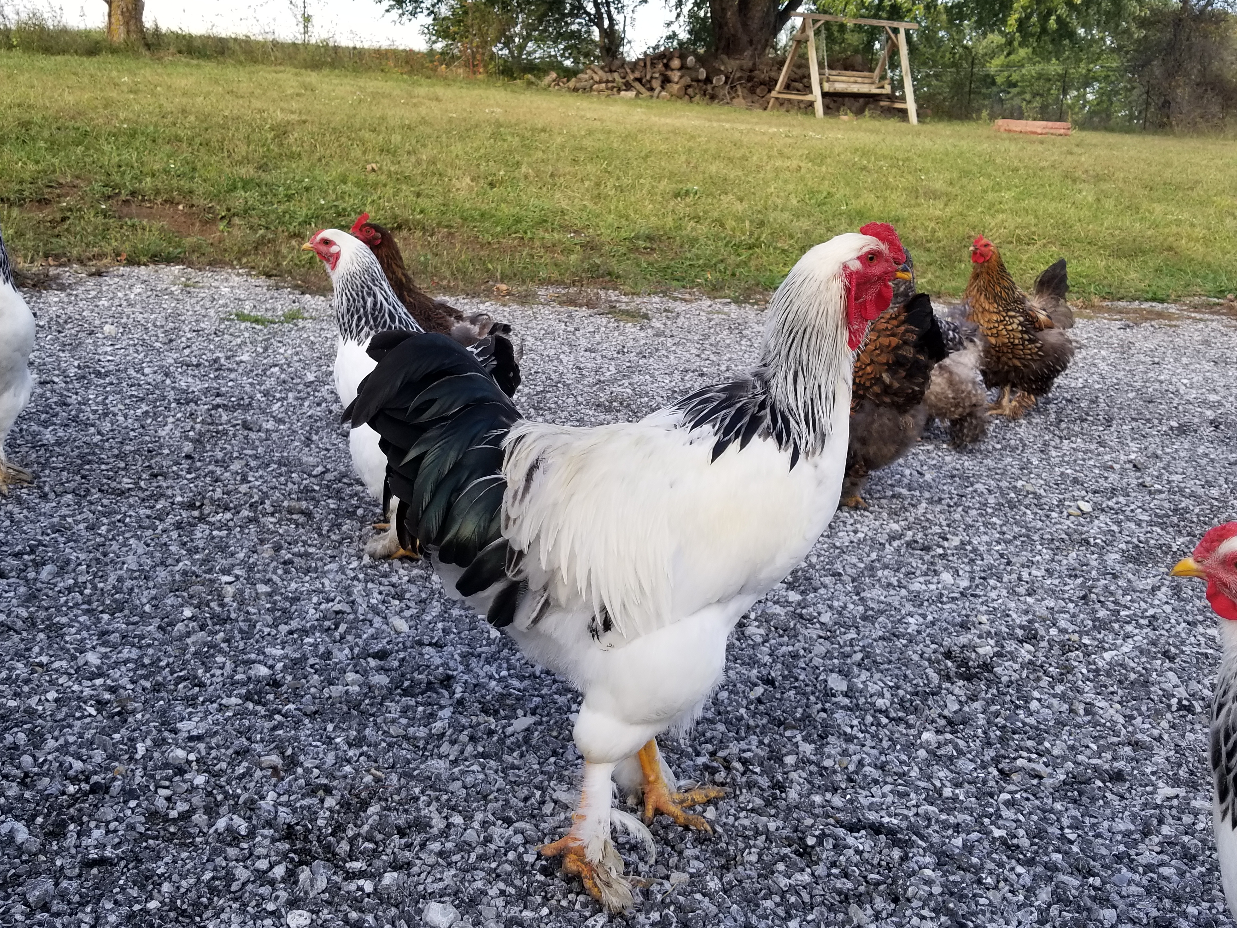 Light Brahma Chickens - Baby Chicks for Sale | Cackle Hatchery