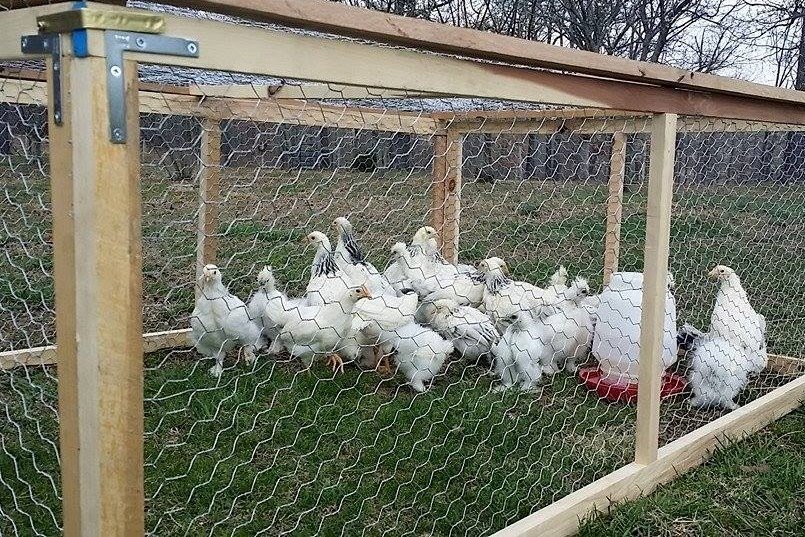 Light Brahma Chicken