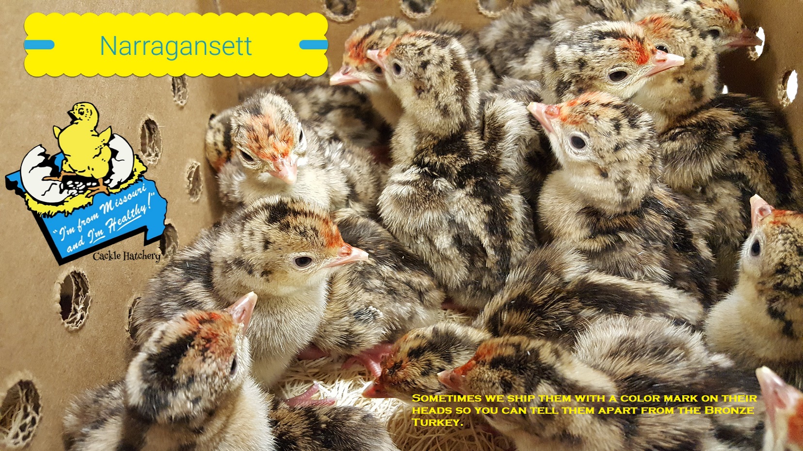 Narragansett Turkeys Poults for Sale Cackle Hatchery