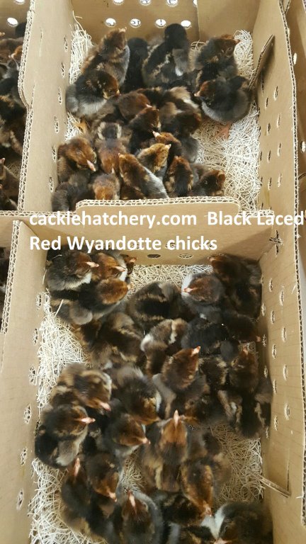 Black Laced Red Wyandotte Chicks For Sale Cackle Hatchery