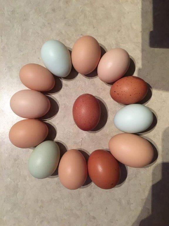 Rainbow Assorted Pullets Bargain Specials Cackle Hatchery