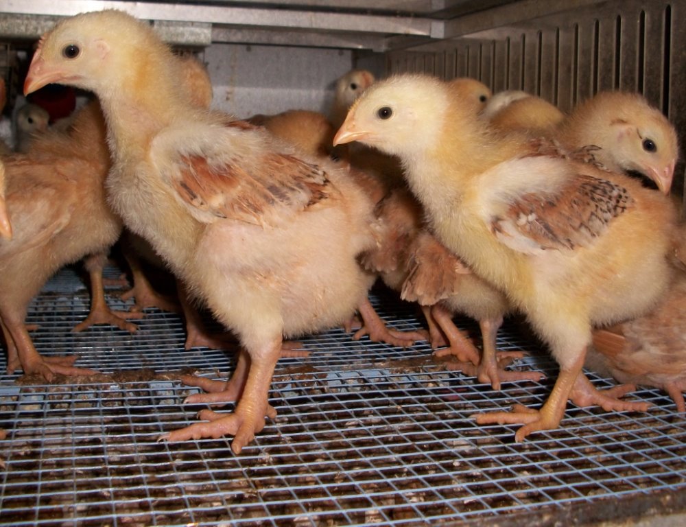 Cackle's Red Broilers Meat/Broiler Chickens for Sale Cackle Hatchery