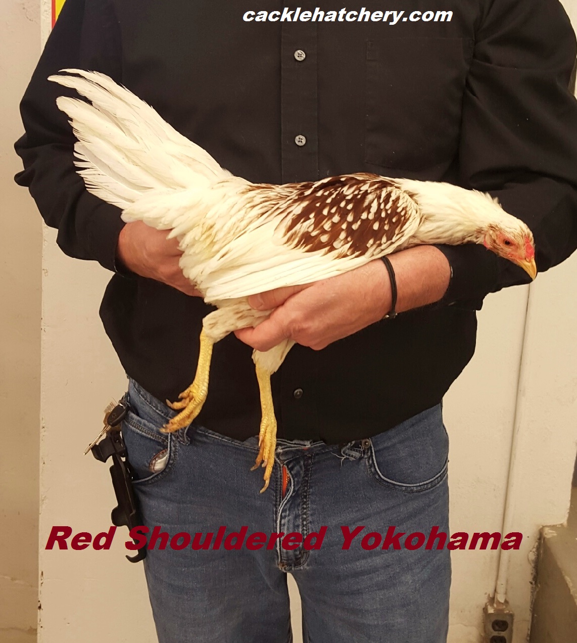 Red Shoulder Yokohama Chickens Cackle Hatchery