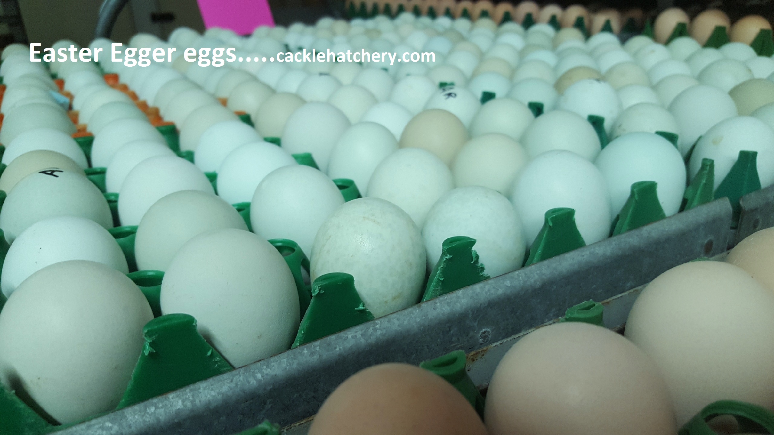 Easter Egger Fertile Hatching Eggs for Sale Fresh/Fertile Eggs Cackle Hatchery