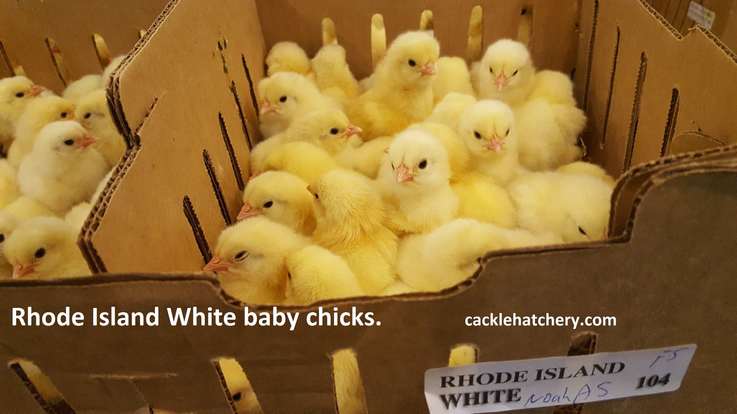 Rhode Island White Chickens - Baby Chicks For Sale ...