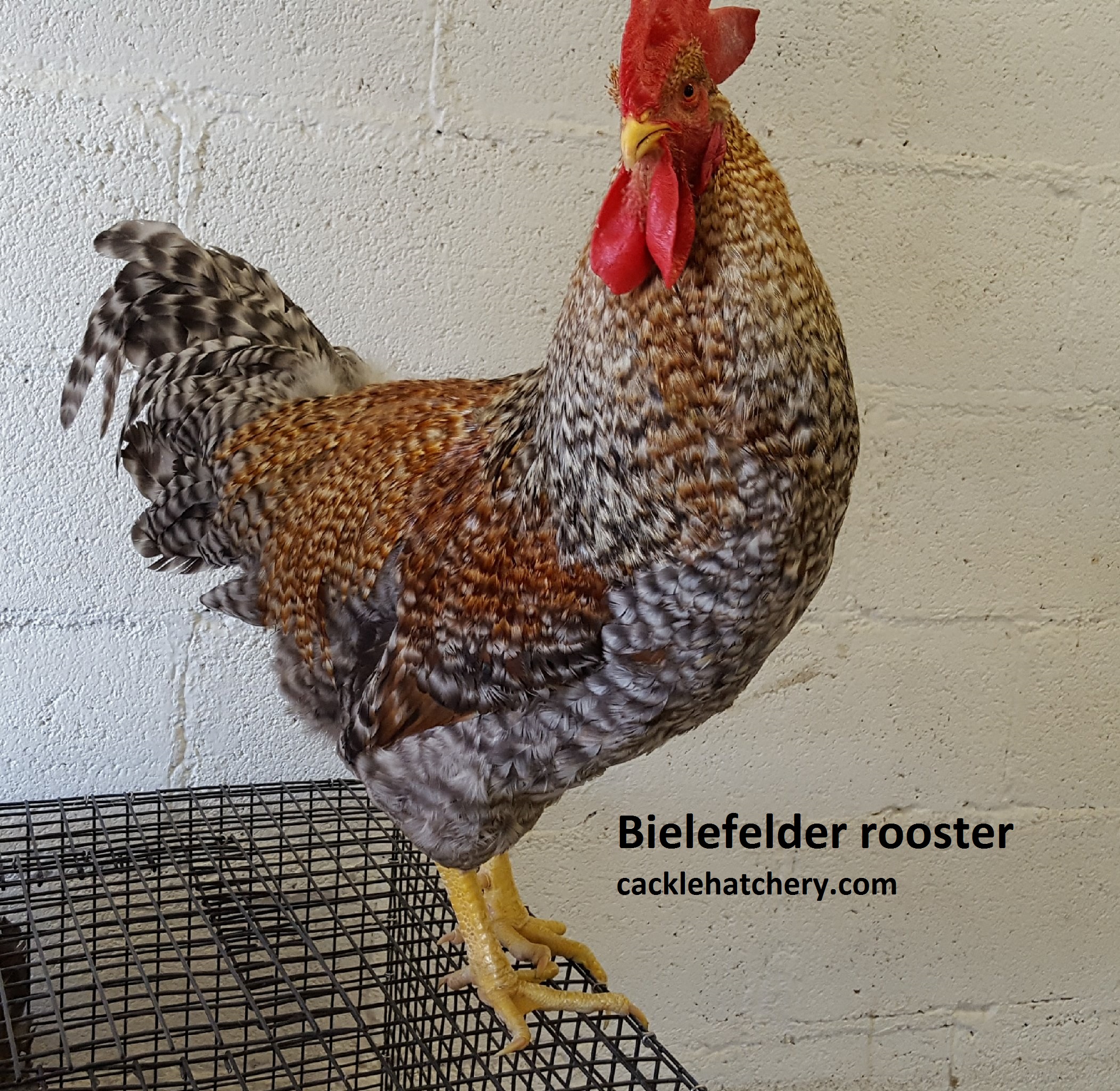 Hens of breed Bielefelder: description and reviews 62 Hens of breed Bielefelder: description and reviews 65