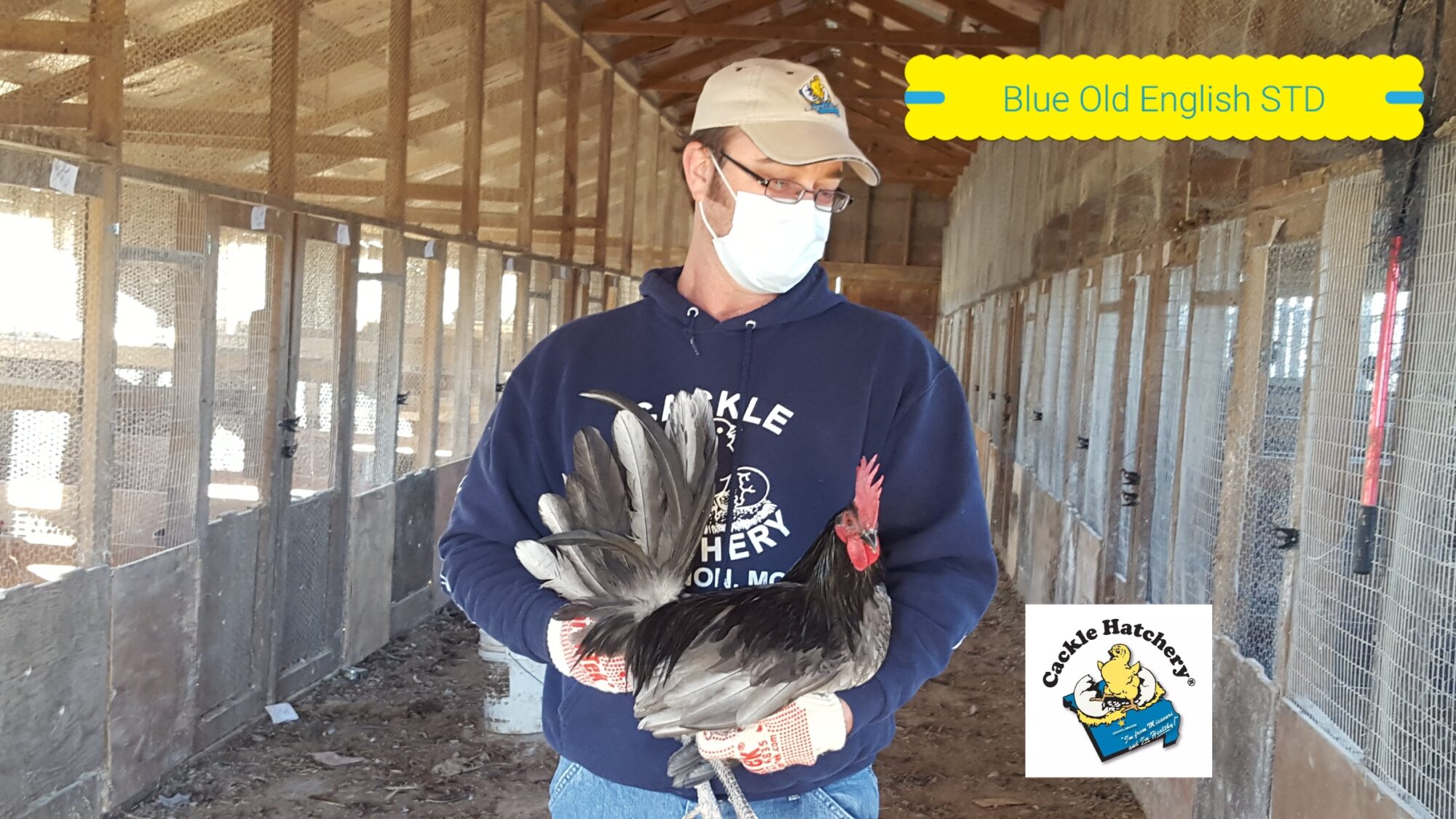 Blue Standard Old English Chickens Cackle Hatchery