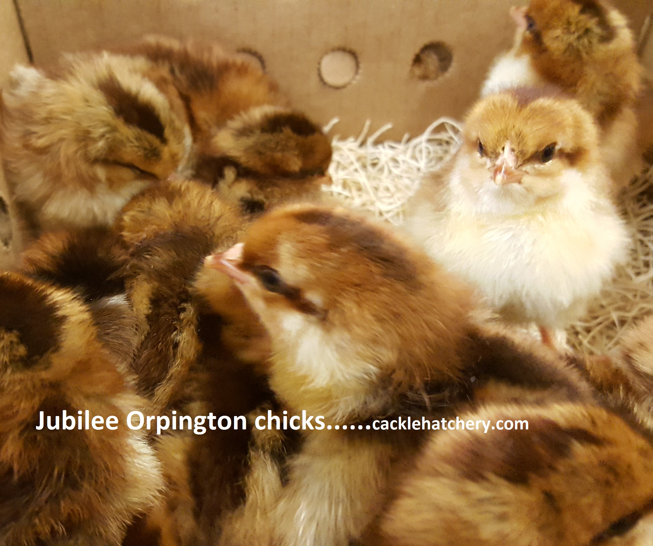 Jubilee Orpington Chicken For Sale Cackle Hatchery