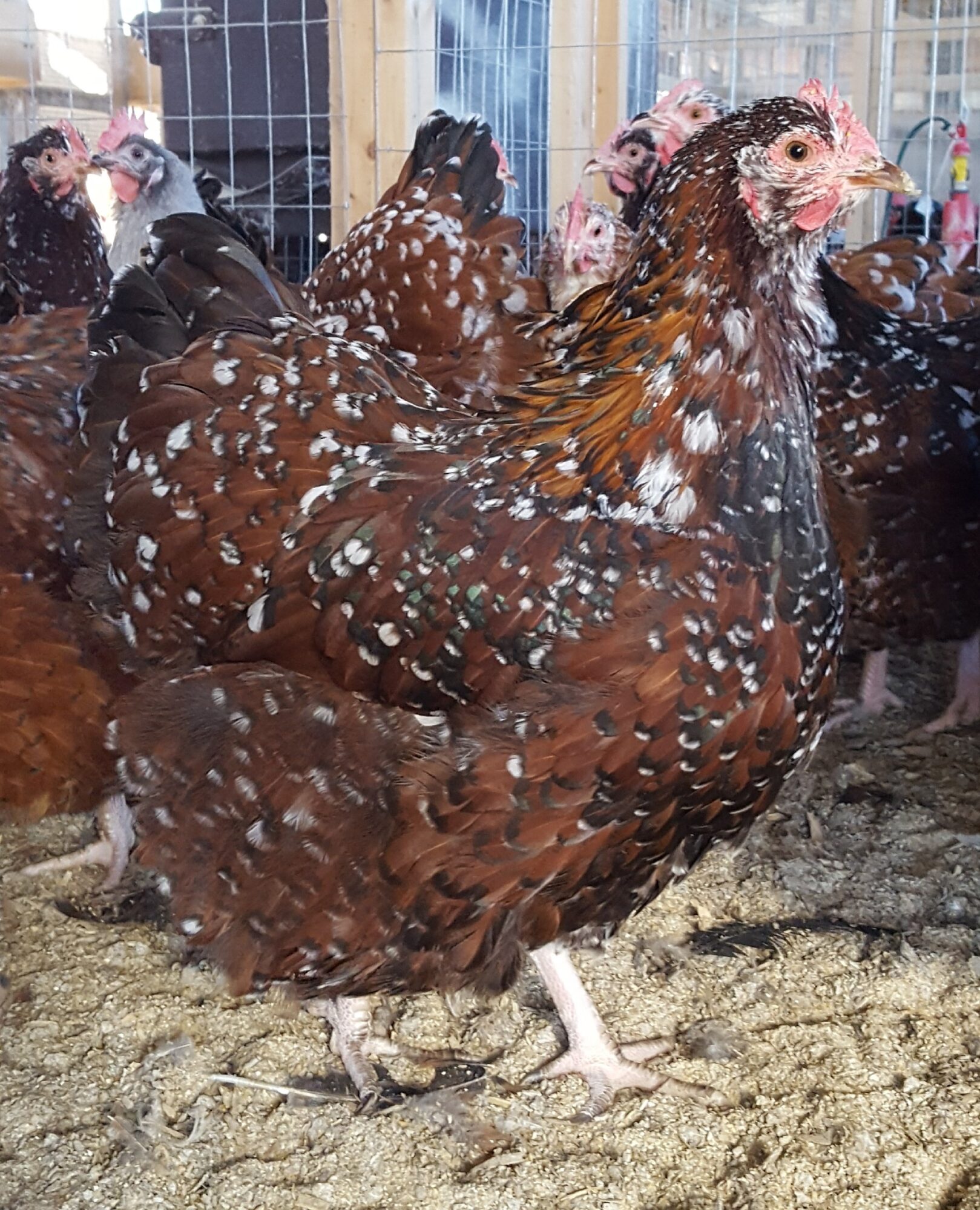 Jubilee Orpington Chicken For Sale Cackle Hatchery