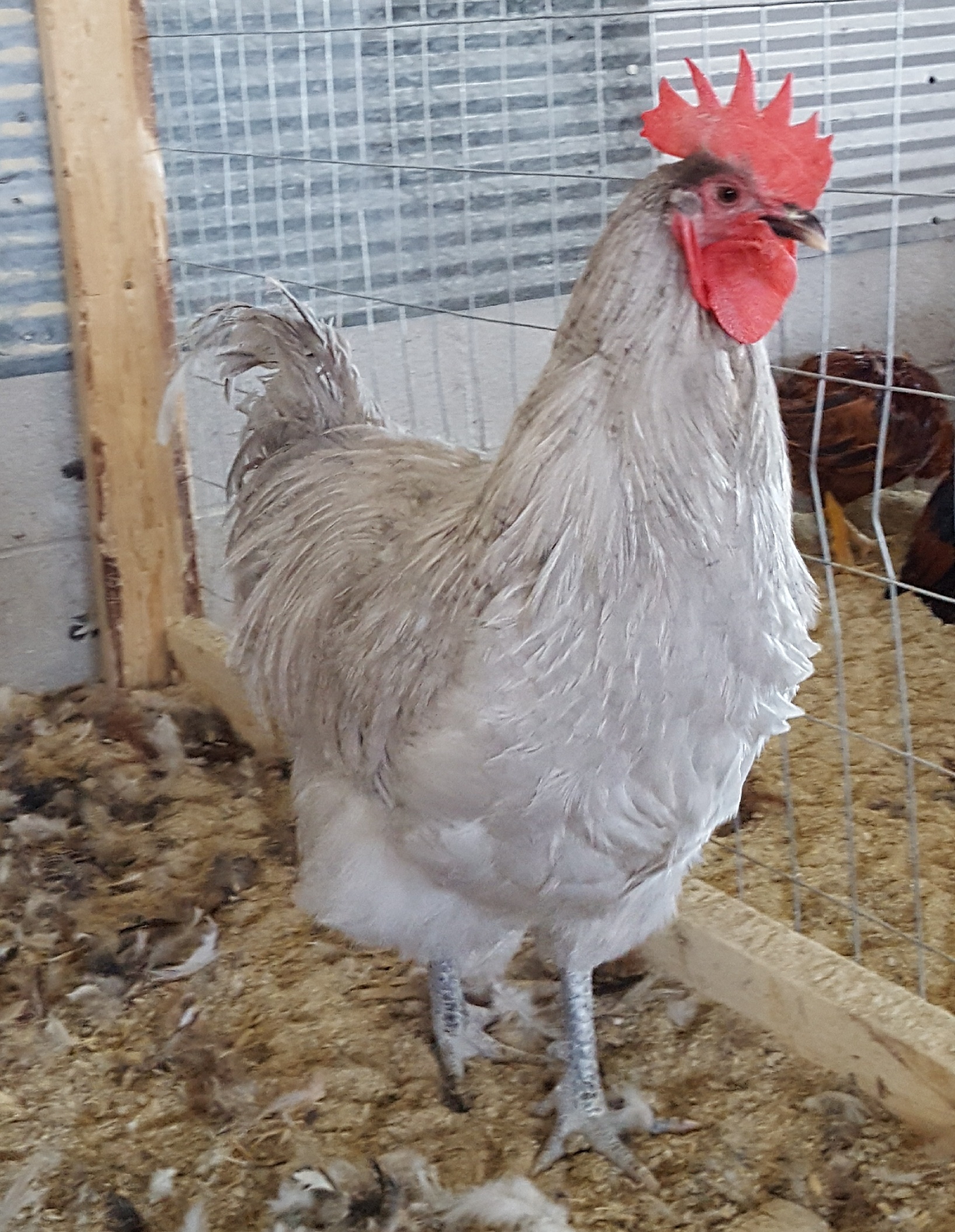 Lavender Orpington Chicken For Sale Cackle Hatchery